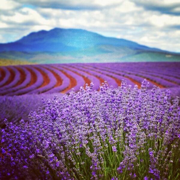 Purple fields as far as the eye can see at the #Bridestowe Lavender Farm in #Tasmania! By @lovethywalrus! (via IG)