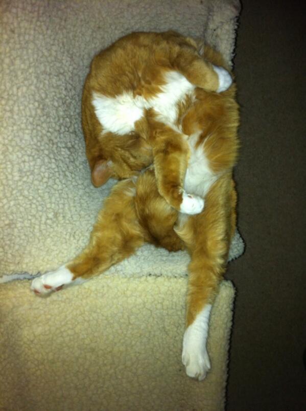 Ferrous loves his hammock when the heating goes on. #catluxury