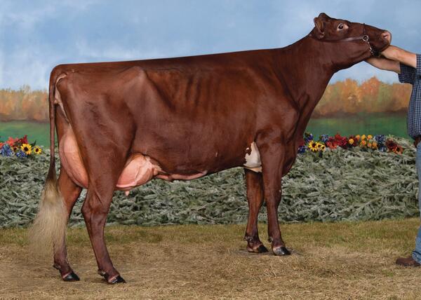 SelectSiresInc's tweet image. EX #LIRIANO! Corstar Liriano Maize EXP (EX-90) 4th 4-yr-old #WDE13, 1st 4-yr-old @mnstatefair. Owned by @corstar.