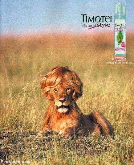 how do you say lion in hindi how do you say lion in hindi