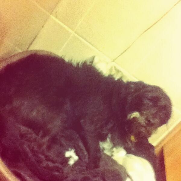 CoGrumpy's tweet image. 