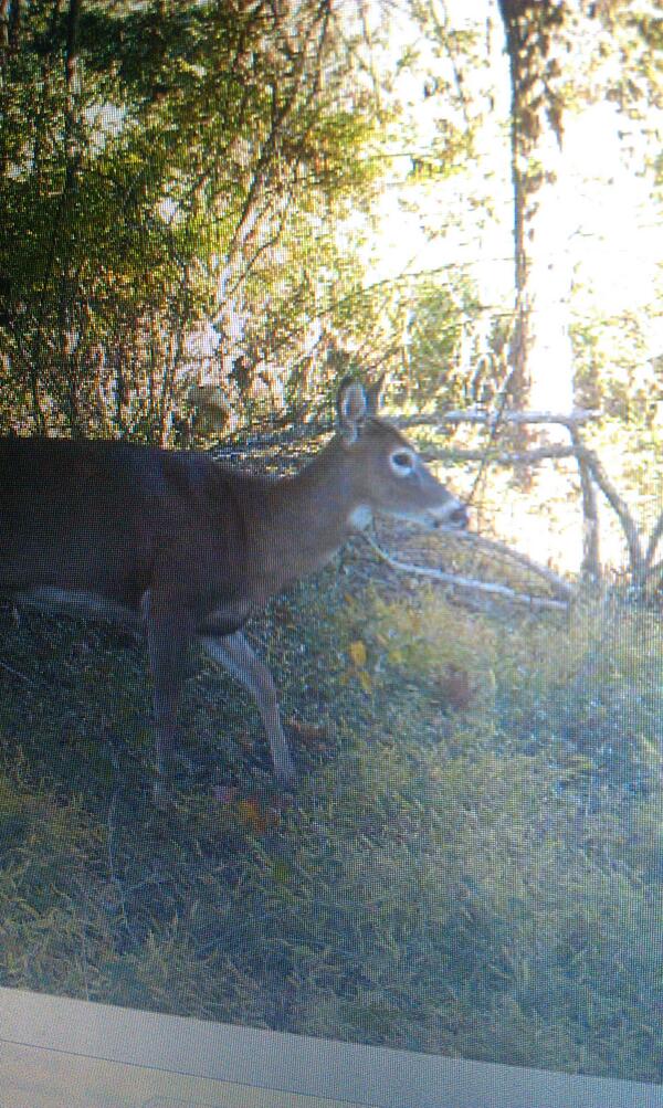 huntress__'s tweet photo. Got two new doe on the trail cams.. here's spot because only one of her eyes has that distinct white http://t.co/U3DD7wCBGo