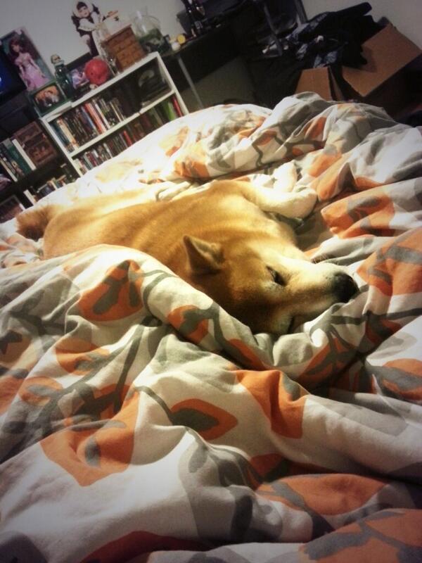 Kel_mel's tweet photo. @arrfscarf my puppy is definitely one of the #happydogs and lovesss cuddles! http://t.co/fIACez4PWR
