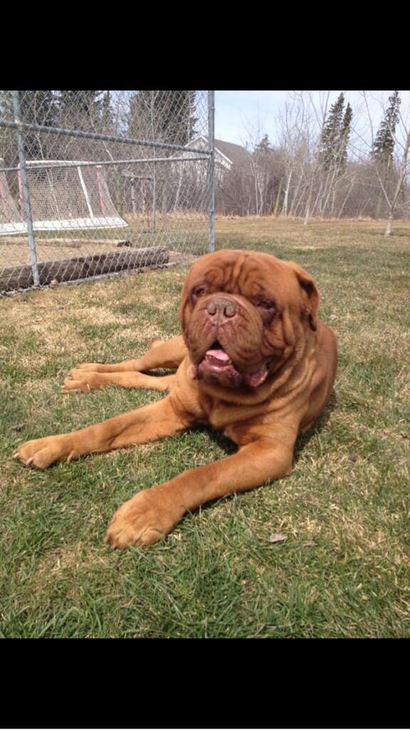 6kfarms's tweet photo. Two dogs missing in the streamstown area $1000 reward if found http://t.co/iI6teIfkRs