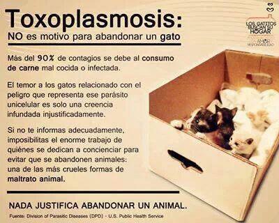 Heidulines's tweet photo. Toxoplasmosis y tu gato http://t.co/uGOh42oHXF