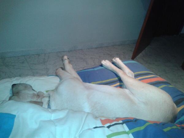 margamartinezs's tweet photo. Un ocupa de última hora. A cara dura no le gana nadie‚ que poco le va a durar la felicidad.. :D http://t.co/hcEeG4Dbm5