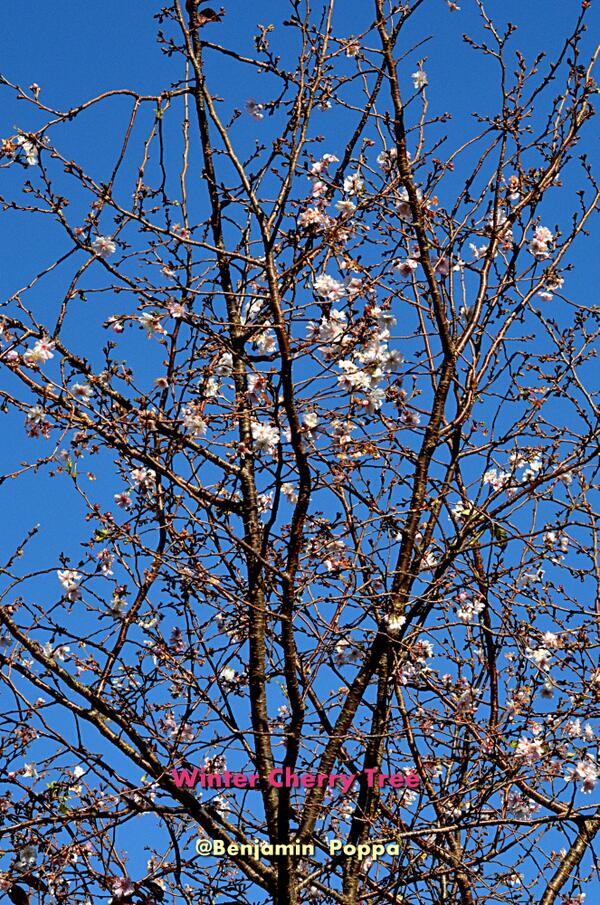 １２月に咲く冬桜、空の青さからすると違和感がない
桜の花はいつの季節にも馴染む様です
#WinterCherryTree #Photograph