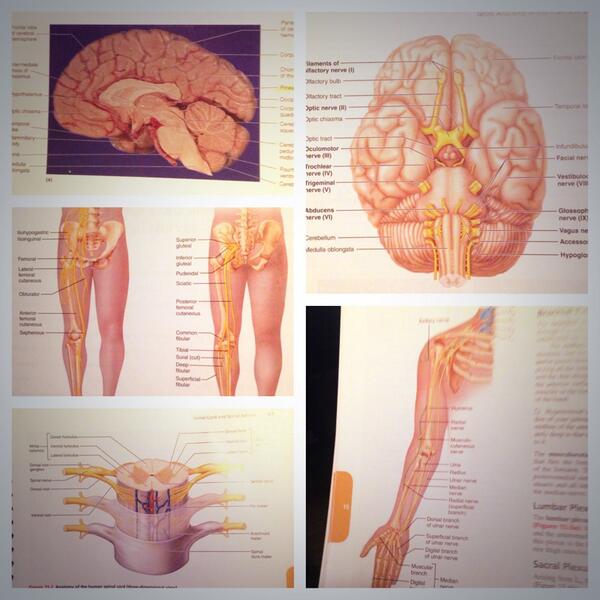 jordanMdean_'s tweet image. This is what my life will consist of for the next two days. #stupidanatomy #labpractical #brain #nerves 😑🔫