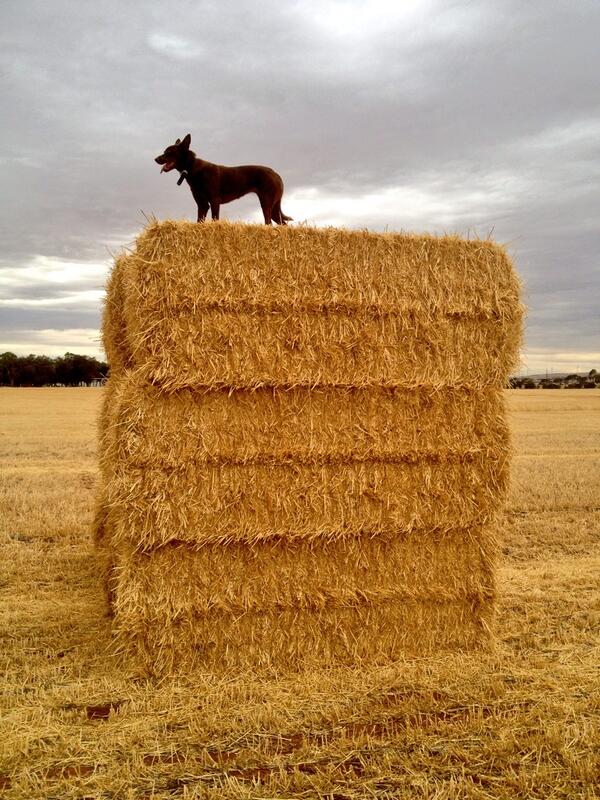 Nickjoyce42's tweet photo. How high can your dog jump? #workdog #kelpie #stevehooker http://t.co/I9c9M8a2sD