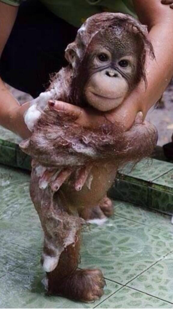 Morning, fellow apes. 
Have a great day...
