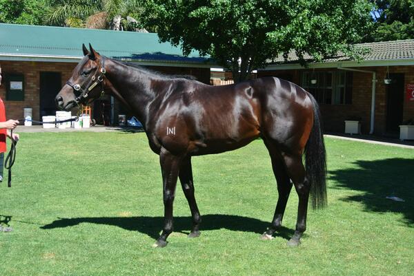 DiamondOasis1's tweet photo. Back in the yard. Loving the sun on my back #bringontheautumn @ChampionTbreds http://t.co/rmhXTyA0cI
