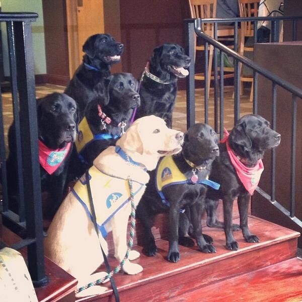 CapLife_101's tweet image. SA's building wide program was today and therapy dogs was a blast! Thanks for stopping bye :-)