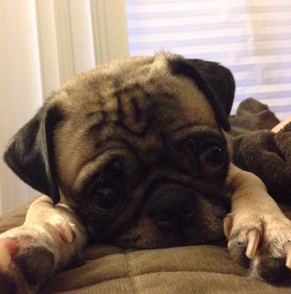 patricklai1119's tweet photo. He doesn't wanna study too. http://t.co/wNfThMxYwJ
