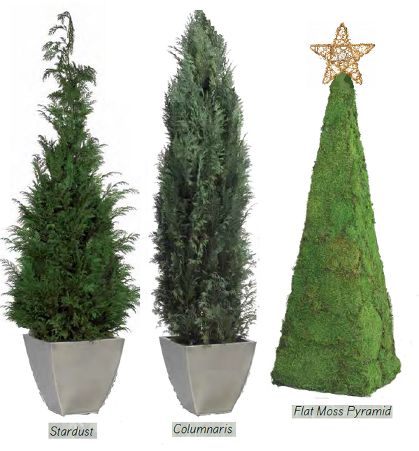 PotShopGC's tweet image. Tenemos arboles de navidad para todos los gustos y de diferentes tamaños , ven a por el tuyo !