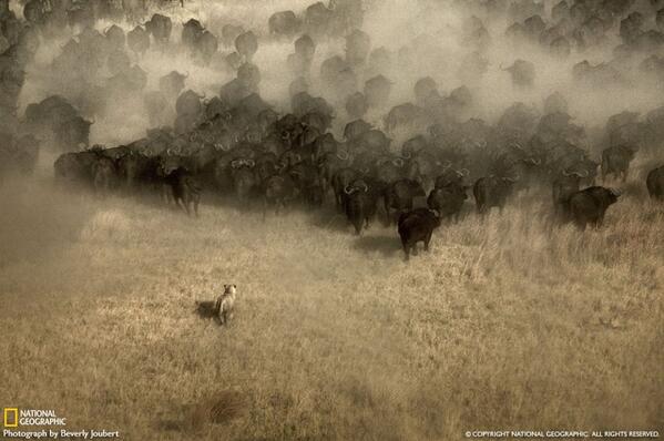 Breathtaking image by #NationalGeographicExplorer Beverly Joubert. 
#LikeABoss