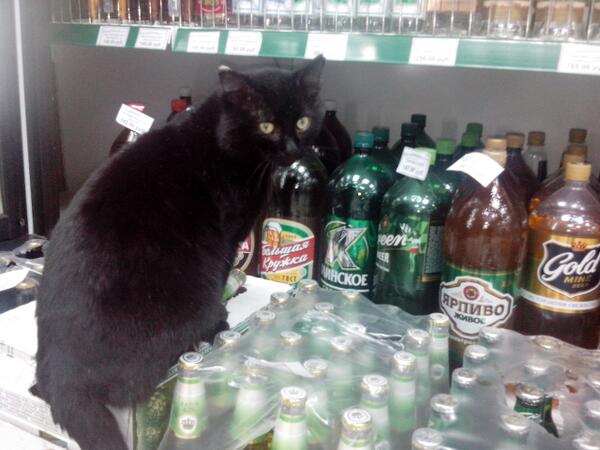 #котэ решил напиться.
