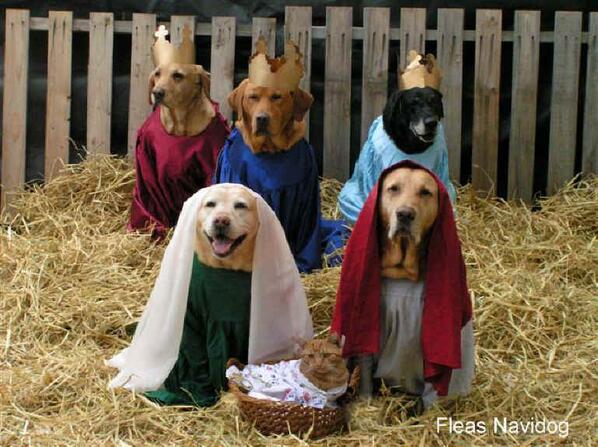 SusanCalman's tweet photo. The truth of the Christmas Story.  Baby Jesus was a cat.  The Internet does not lie. http://t.co/QcjyiVTNer
