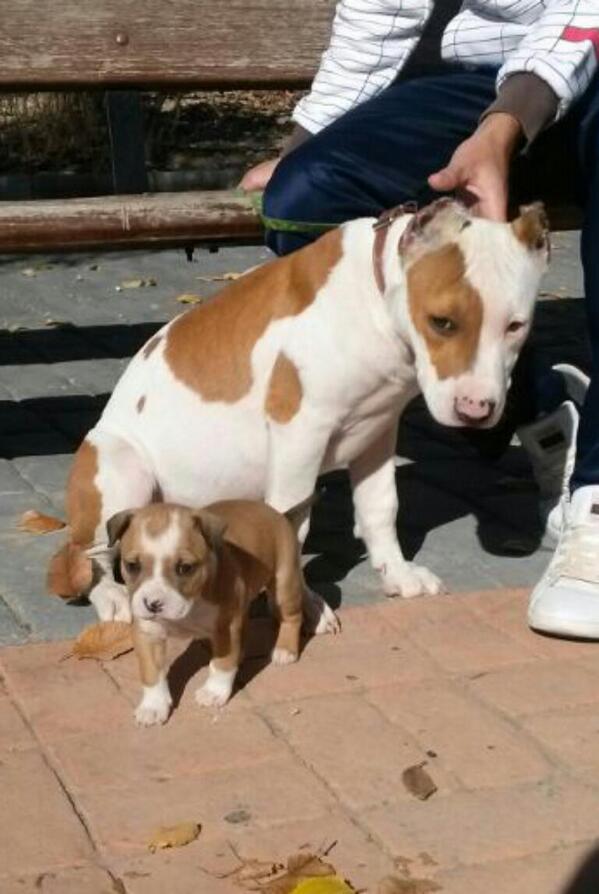 Jesustrabu's tweet photo. Triton y Dana http://t.co/9v9EOeEbL4