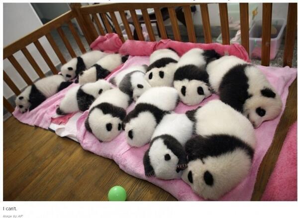 hukolplp's tweet photo. パンダの赤ちゃん大集合 癒されたらRT http://t.co/YKBMiVGJHS