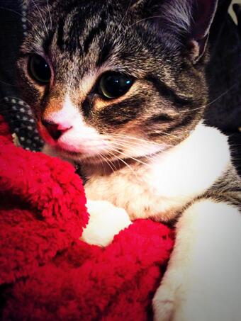 Having cuddles with my little Bebo :) 🐱❤️ http://t.co/x3a1MWhWGr<a href="/tag/guilty"class="tags"><span>#guilty</span></a><a href="/tag/dirtyhabit"class="tags"><span>#dirtyhabit</span></a>