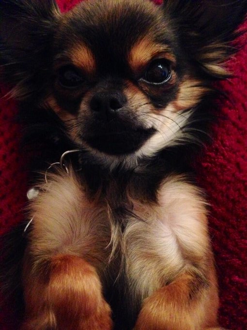 Basically, I have the cutest pets in the world.. #onesielove #chihuahua 🐶 http://t.co/OwNEu3ssMP<a href="/tag/chihuahua"class="tags"><span>#chihuahua</span></a><a href="/tag/onesielove"class="tags"><span>#onesielove</span></a>