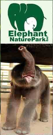 march4elephants's tweet photo. On #GivingTuesday Remember @ElephantNatureP Lek Chailert rescues/rehabs Thai elephants. This is NOT a tourist trap. http://t.co/fvuZwIAJQI