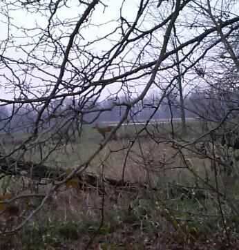 jared_weeks21's tweet image. @Kennedie14 isn't the baby so cute #tolittle #baby #fawn