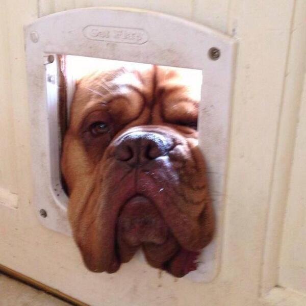 Xellini's tweet photo. Who let the dog out??? http://t.co/kuZ8g0mqq3