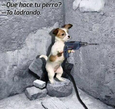 Radiotubers40's tweet photo. ¿Qué hace tu perro...? Jajajajajajaja http://t.co/MBGPpWdGWB