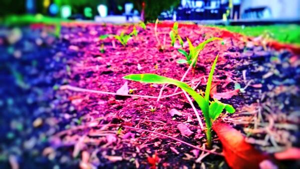 TransicionLeon's tweet image. Después de la #Siembra el #Maíz comienza su camino hacia el #Cielo