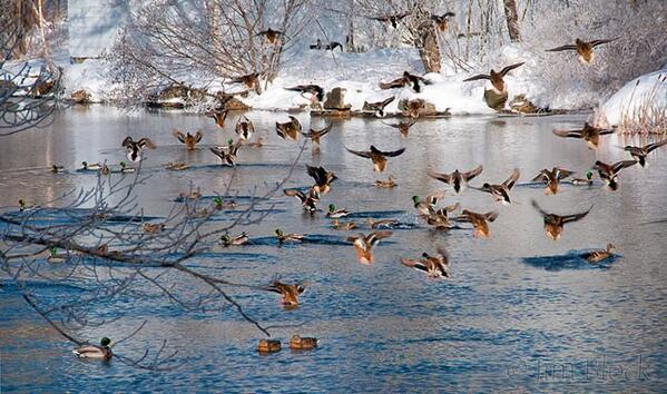 RT if you'd rather be cuttin em down instead of working today! #Mallards #Drake #WaterFowl #NorthWest #CutEm