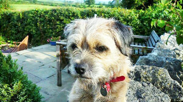 LostboxNW's tweet photo. Please help find Henry the Border Terrier! #Missing in Burton-in-Kendal, #Cumbria http://t.co/dT0SBbNvmo #Lostbox http://t.co/YicGx7Kncy
