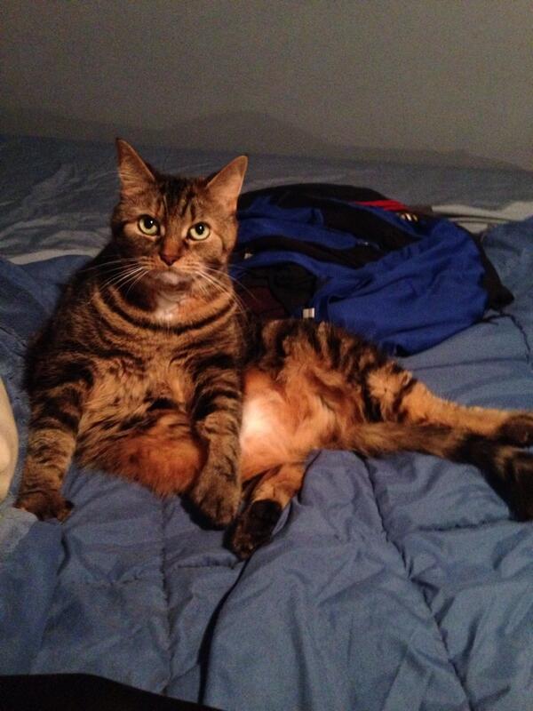 Nickyd003's tweet photo. Lost kitty. Call 617 775 3633 if found. Thanks http://t.co/YpaLoQWp7U