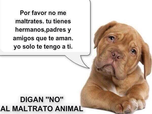 AnimalPlanetPic's tweet photo. #YoQuieroUn2014Sin abandono ni maltrato animal. RT si tú también así lo quieres. http://t.co/cvGWtVbFt4