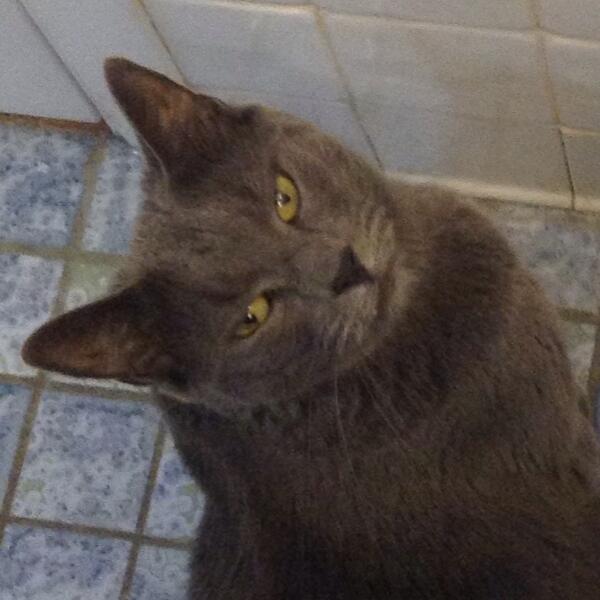 catnipaddict07's tweet image. 💨🍁