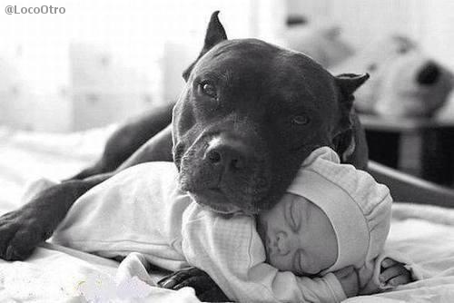 LocoOtro's tweet photo. No importa lo que suceda, tu perro es el único que siempre te amara... http://t.co/XBfXfNXmYh