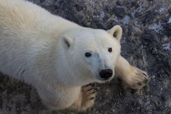 nature_org's tweet photo. Will #climate change wipe out polar bears? What Does the #Science Say?: http://t.co/tXIZV1Ddjg http://t.co/iI7W7n7Wv5