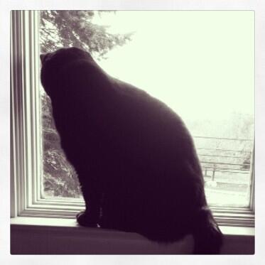 Button_Crafter's tweet image. My kitty admiring the outdoors via indoors!