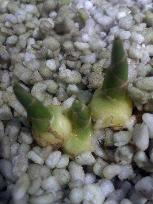 hydroexpert's tweet photo. Amazingly, you can also grow root crops such as beets, carrots or potatoes, and even Ginger, in Aquaponic grow beds http://t.co/SaCF02oRap
