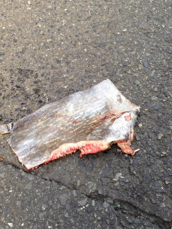 image_'s tweet photo. 何かの魚の皮？ http://t.co/LLO2VhbEK2