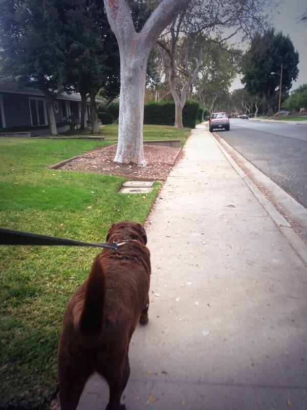 neekooo77's tweet image. The big homie is takin me for a wallk today! 😂👍 #Codee