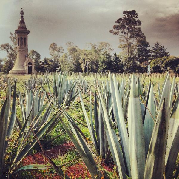 mezcaldelacasa's tweet photo. El mezcal de la casa es elaborado con agave Angustifolia law también llamado espadín. http://t.co/mdEz0Yyc5s