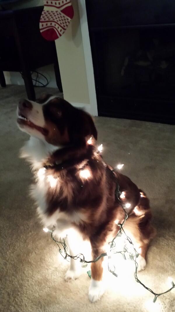 _AdamBurris's tweet photo. Someone got into the Christmas lights. http://t.co/mbDhwrBIHZ