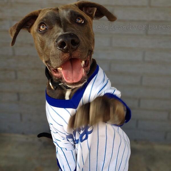 barkbox's tweet photo. #YankeesSignNext Jake the Pittie, obviously. http://t.co/r8J26yFRze