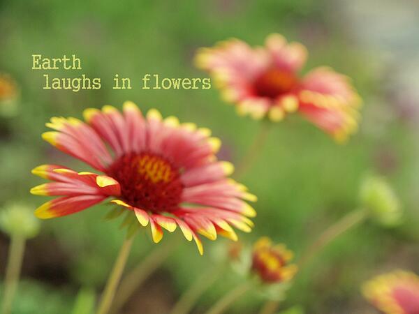 MindBlow_Quotes's tweet photo. Earth laughs in flowers. - Ralph Waldo Emerson http://t.co/vSzFaNCRN8