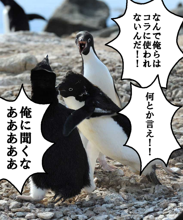 ガン ガゼ 新種 Twitter પર ペンギンコラの元ネタの画像と一緒に拾ったペンギン画像をコラ Http T Co U3jixdaiwv