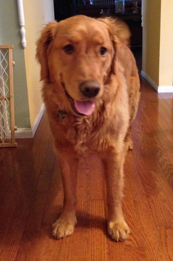 epaskoff's tweet photo. The baby is 3 today #lovelily #goldenreteiever http://t.co/3tFTc5OFsn