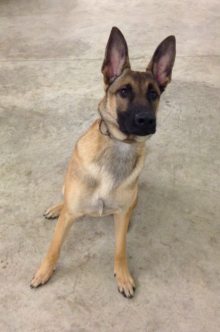 The hound hard at work <a href="/UNDERDOGARTCO/">UNDERDOGART</a>