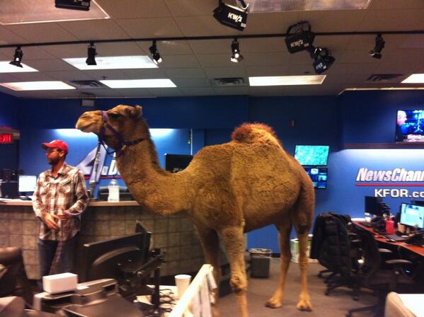 PrompterChic's tweet photo. We have another critter problem in the newsroom #kfor #humpday http://t.co/Ioo2KgUjzo