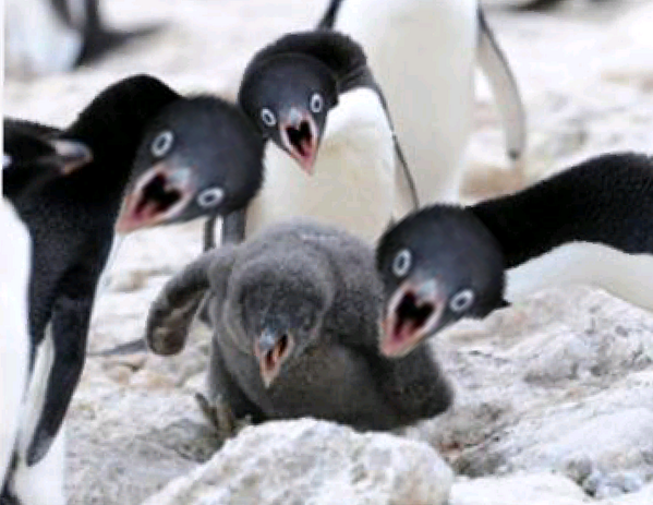 Tweet 最近 ツイッターで流行りのペンギンコラが面白すぎるwww Naver まとめ